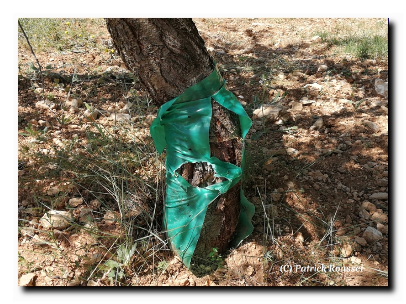 protection de plantation sur amandier