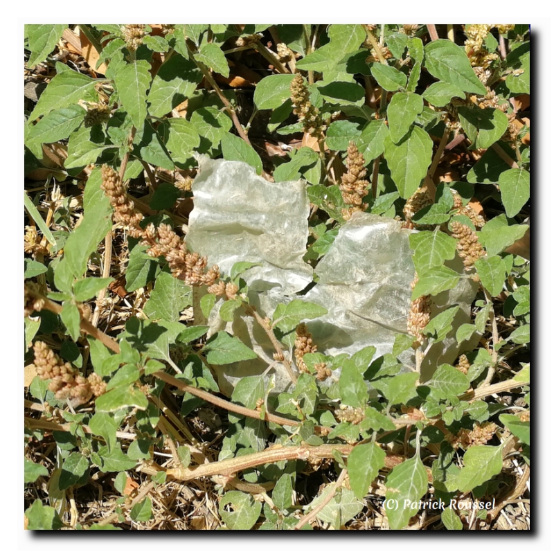 plastique pour chats