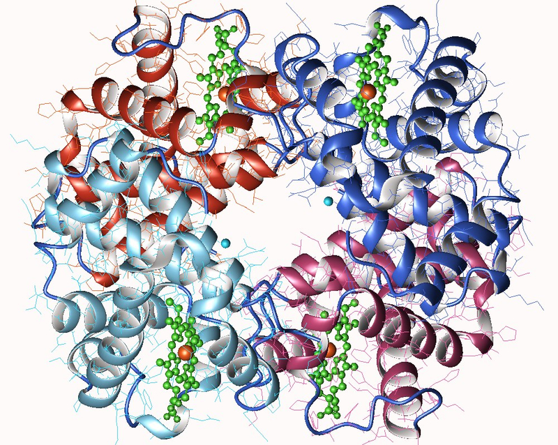 LA molécule d'hémoglobine