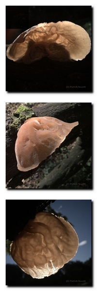 Champignon : oreille de Judas