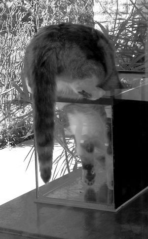 mon chat entrant dans l'aquarium