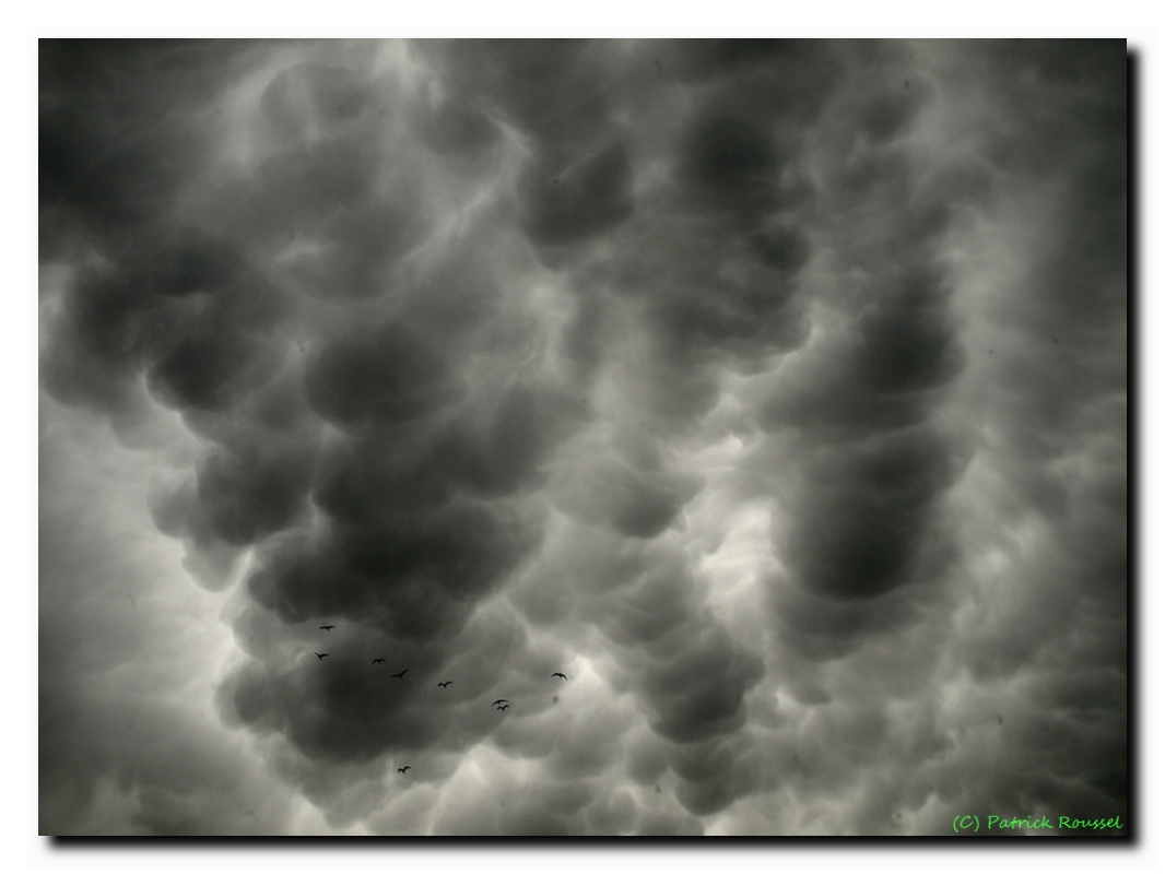 Vol de corneille sous un ciel de mamatus