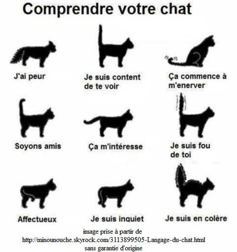 postures du chat