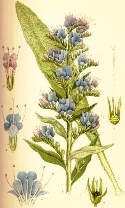 Vipérine vulgaire variété wierzbickii